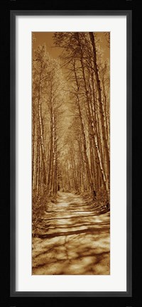 Framed Trees along a road, Log Cabin Gold Mine, Eastern Sierra, Californian Sierra Nevada, California, USA Print