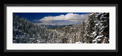 Framed Snow covered pine trees in a forest with a lake in the background, Lake Tahoe, California, USA Print