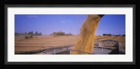 Framed Soybeans harvesting, Minnesota Print