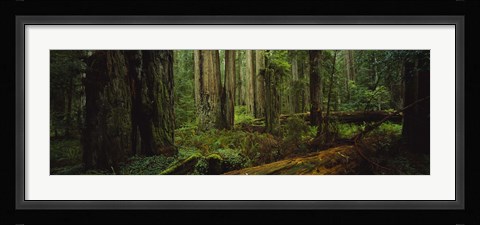 Framed Hoh Rainforest Trees, Olympic National Park Print