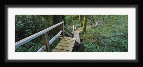Framed Wooden Path in Pacific Rim National Park Print