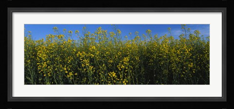 Framed Canola Flower Field in Edmonton Print