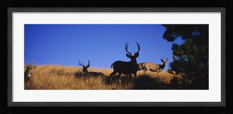 Framed Mule Deer Print