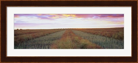 Framed Canola crop in a field, Edmonton, Alberta, Canada Print