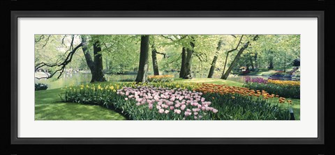 Framed Flowers in a garden, Keukenhof Gardens, Netherlands Print