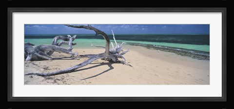 Framed Driftwood on the beach, Green Island, Great Barrier Reef, Queensland, Australia Print