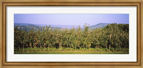 Framed Apple trees in an orchard, Weinsberg, Heilbronn, Stuttgart, Baden-Wurttemberg, Germany Print