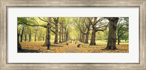 Framed Trees along a footpath in a park, Green Park, London, England Print