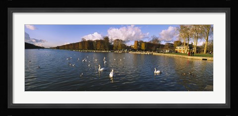 Framed Flock of swans swimming in a lake, Chateau de Versailles, Versailles, Yvelines, France Print