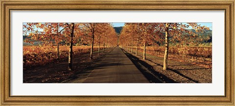 Framed Vineyards along a road, Beaulieu Vineyard, Napa Valley, California, USA Print