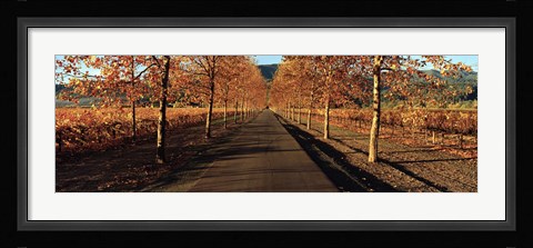 Framed Vineyards along a road, Beaulieu Vineyard, Napa Valley, California, USA Print