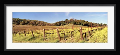 Framed Mustard Flowers in a Field, Napa Valley, California Print