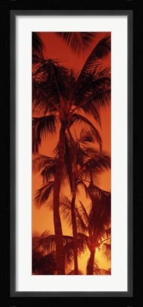 Framed Low angle view of palm trees at dusk, Hawaii Print