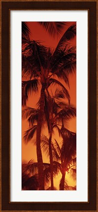 Framed Low angle view of palm trees at dusk, Hawaii Print