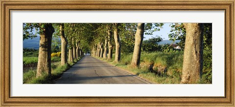 Framed Trees along a road, Vaucluse, Provence, France Print