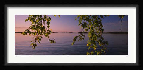 Framed Close-up of leaves of a birch tree, Joutseno, Southern Finland, South Karelia, Finland Print