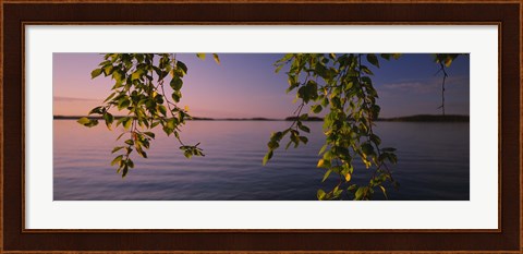Framed Close-up of leaves of a birch tree, Joutseno, Southern Finland, South Karelia, Finland Print