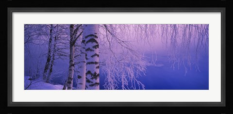 Framed Birch tree at a riverside, Vuoksi River, Imatra, Finland Print