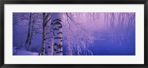 Framed Birch tree at a riverside, Vuoksi River, Imatra, Finland Print