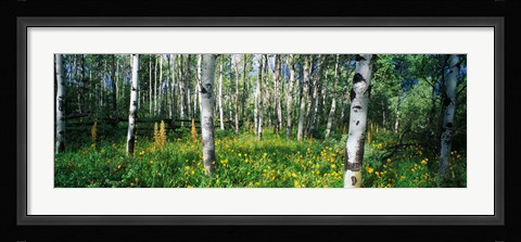 Framed Field of Rocky Mountain Aspens Print