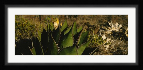 Framed Close-up of an aloe vera plant, Baja California, Mexico Print