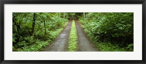 Framed Lush foliage lining a wet driveway, Bainbridge Island, Washington, USA Print