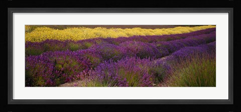 Framed Lavender and Yellow Flower fields, Sequim, Washington, USA Print