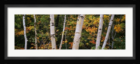 Framed Birch trees in a forest, New Hampshire, USA Print