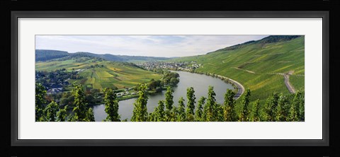 Framed Vineyards along a river, Moselle River, Mosel-Saar-Ruwer, Germany Print