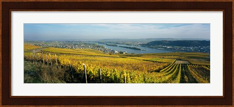 Framed Vineyards near a town, Rudesheim, Rheingau, Germany Print