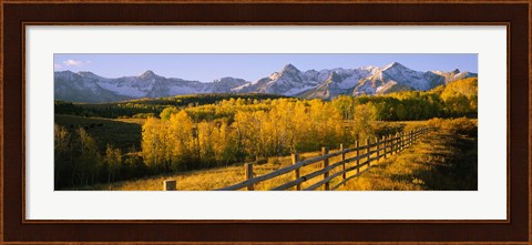 Framed Trees in a field near a wooden fence, Dallas Divide, San Juan Mountains, Colorado Print