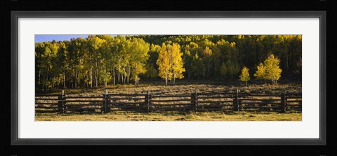Framed Wooden fence and Aspen trees in a field, Telluride, San Miguel County, Colorado, USA Print
