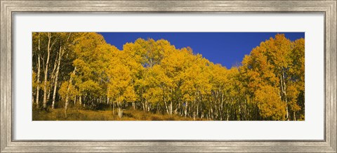 Framed Low angle view of Aspen trees in a forest, Telluride, San Miguel County, Colorado, USA Print