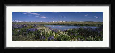 Framed Flowers blooming at the lakeside, Lake Pukaki, Mt Cook, Mt Cook National Park, South Island, New Zealand Print