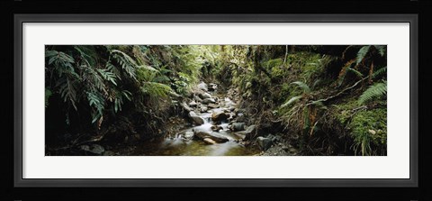 Framed Stream flowing in a forest, Milford Sound, Fiordland National Park, South Island, New Zealand Print
