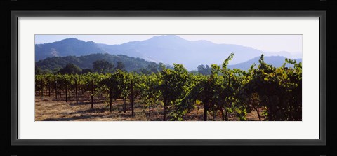 Framed Grape vines in a vineyard, Napa Valley, Napa County, California, USA Print