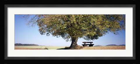 Framed Empty bench under a tree, Baden-Wurttemberg, Germany Print