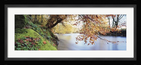 Framed Trees along a river, River Dart, Bickleigh, Mid Devon, Devon, England Print