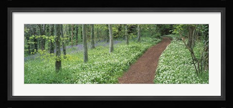 Framed Bluebells and garlic along footpath in a forest, Killerton, Exe Valley, Devon, England Print