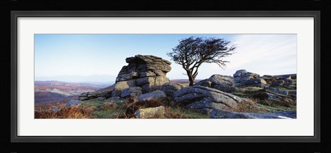 Framed Bare tree near rocks, Haytor Rocks, Dartmoor, Devon, England Print