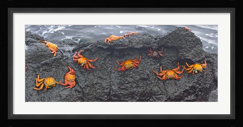 Framed High angle view of Sally Lightfoot crabs (Grapsus grapsus) on a rock, Galapagos Islands, Ecuador Print