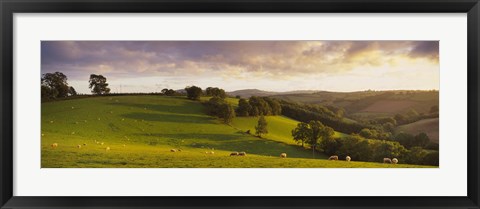 Framed High angle view of sheep grazing in a field, Bickleigh, Mid Devon, Devon, England Print