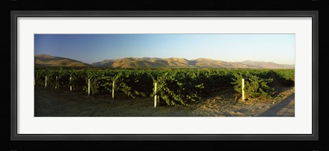 Framed Vineyard on a landscape, Santa Ynez Valley, Santa Barbara County, California, USA Print