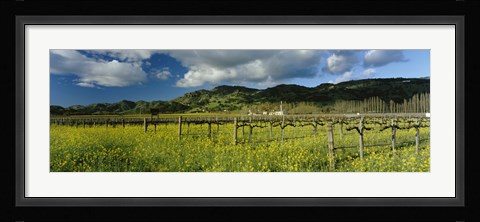Framed Mustard crop in a field near St. Helena, Napa Valley, Napa County, California, USA Print