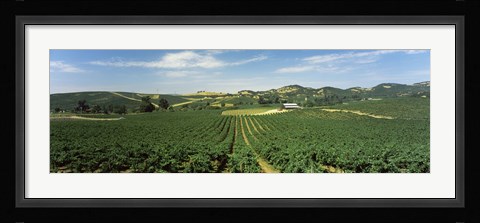 Framed High angle view of a vineyard, Carneros District, Napa Valley, Napa County, California Print
