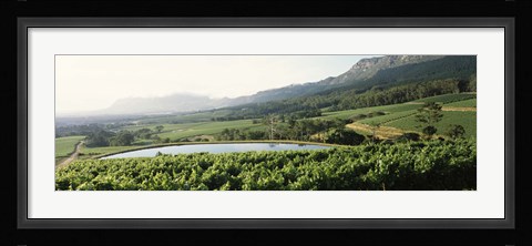 Framed Vineyard with Constantiaberg mountain range, Constantia, Cape Winelands, Cape Town, Western Cape Province, South Africa Print