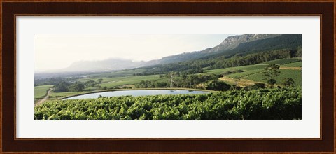 Framed Vineyard with Constantiaberg mountain range, Constantia, Cape Winelands, Cape Town, Western Cape Province, South Africa Print