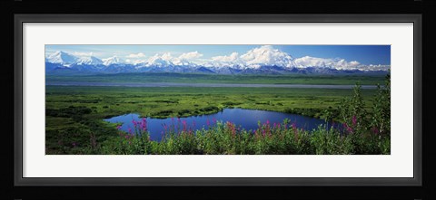 Framed Fireweed flowers in bloom by lake, distant Mount McKinley and Alaska Range in clouds, Denali National Park, Alaska, USA. Print