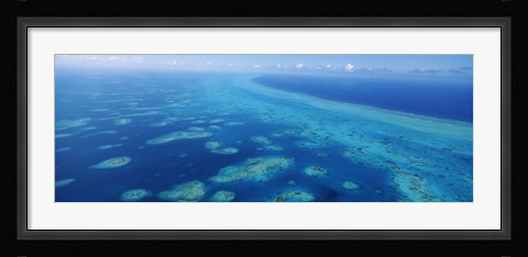 Framed Coral reef in the sea, Belize Barrier Reef, Ambergris Caye, Caribbean Sea, Belize Print