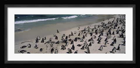 Framed Colony of Jackass penguins (Spheniscus demersus) on the beach, Boulder Beach, Simon's Town, Western Cape Province, South Africa Print